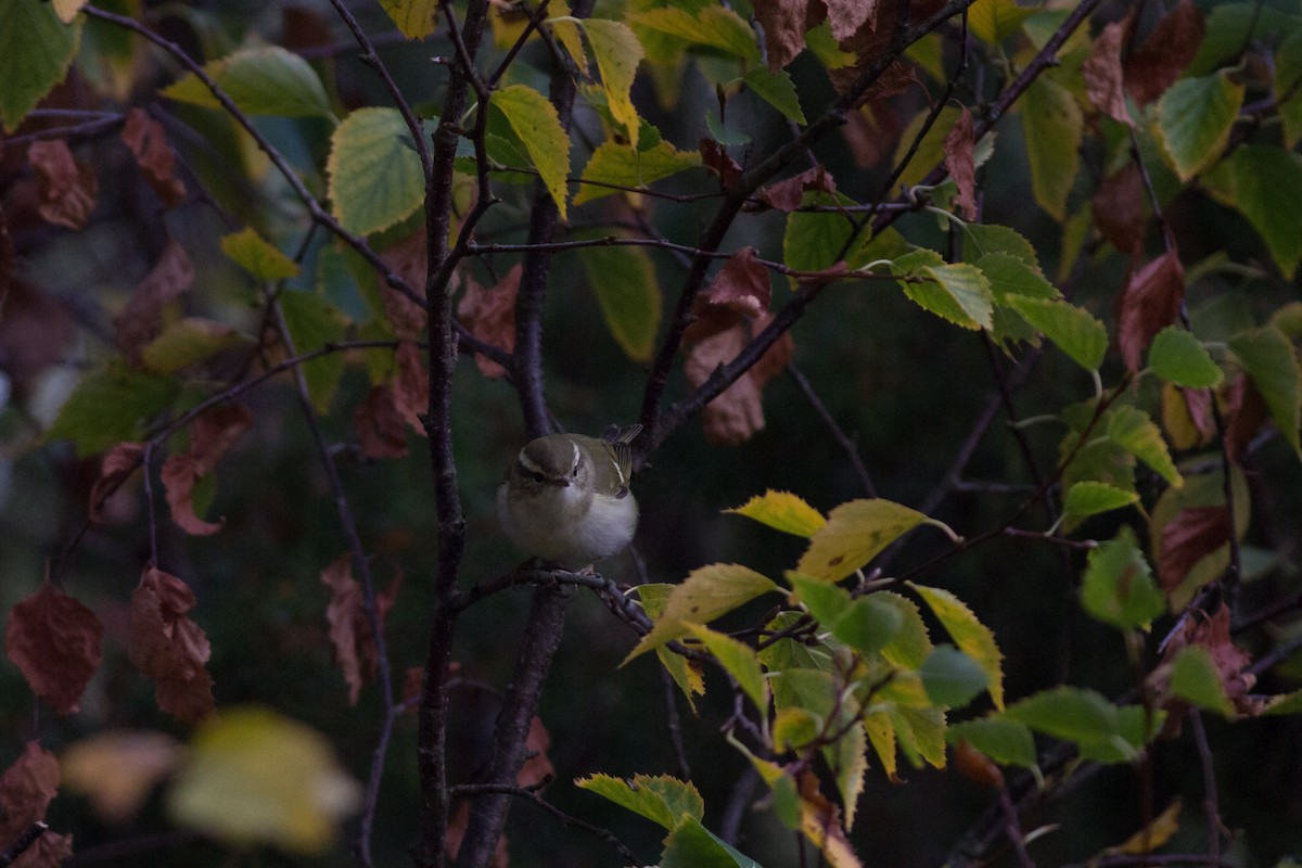 Yellow-browed Warbler - ML288379151