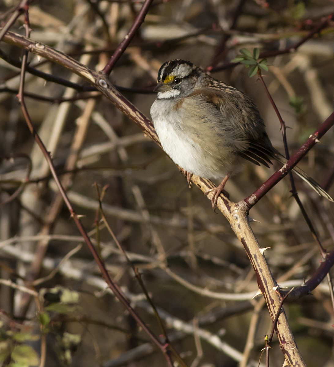 White-throated Sparrow - John Gluth