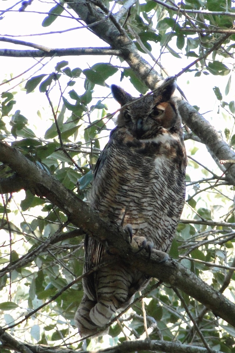 Great Horned Owl - Mark W11 Kulstad