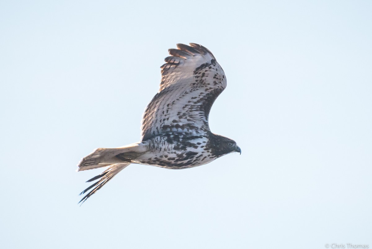 Red-tailed Hawk - ML288388371
