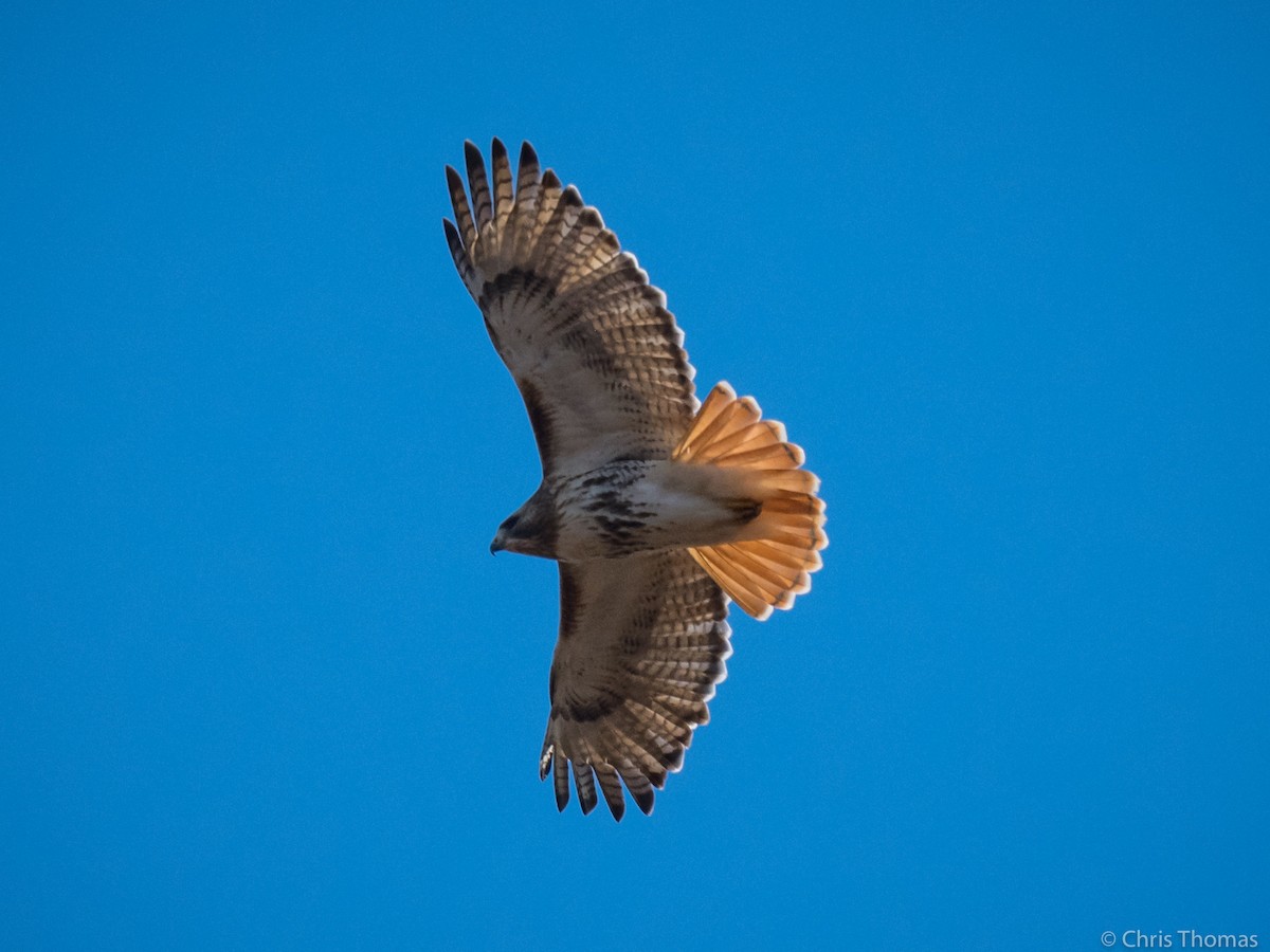 Red-tailed Hawk - ML288388381