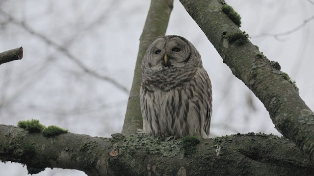 Barred Owl - ML288390371