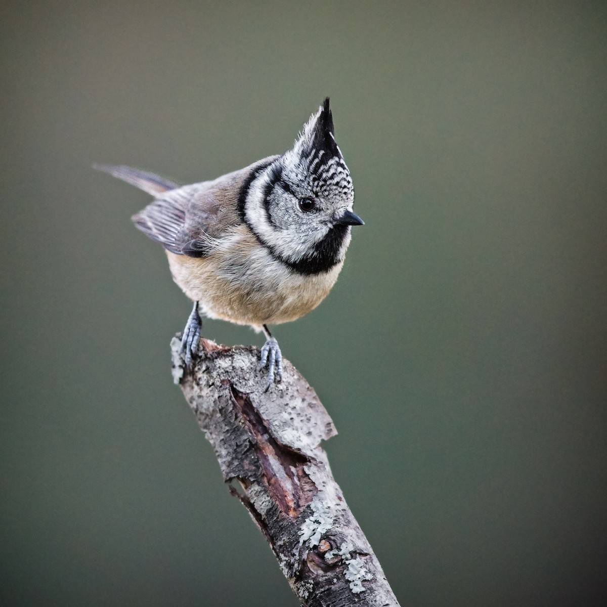 Crested Tit - ML288394791