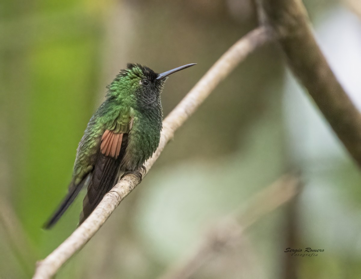 Stripe-tailed Hummingbird - Sergio Romero