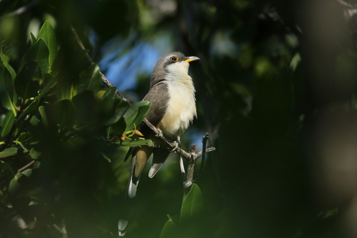 Mangrove Cuckoo - ML288397821