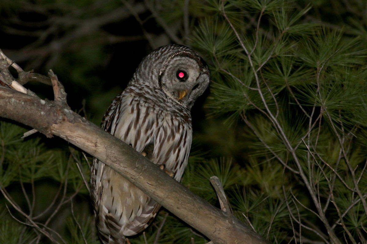 Barred Owl - ML28839851
