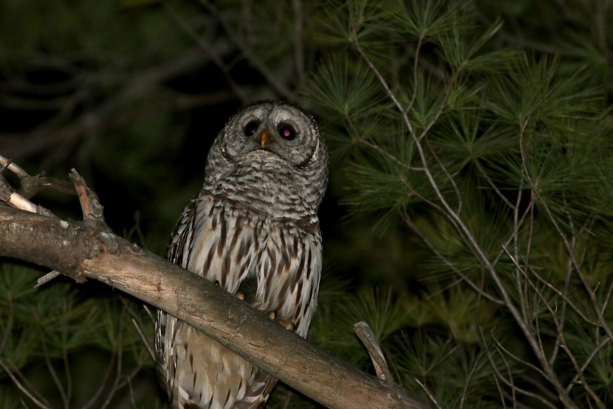 Barred Owl - ML28839881
