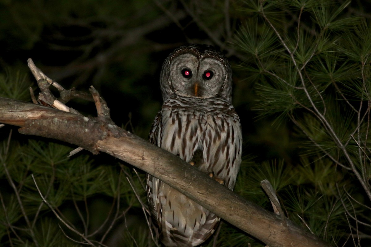 Barred Owl - ML28839951