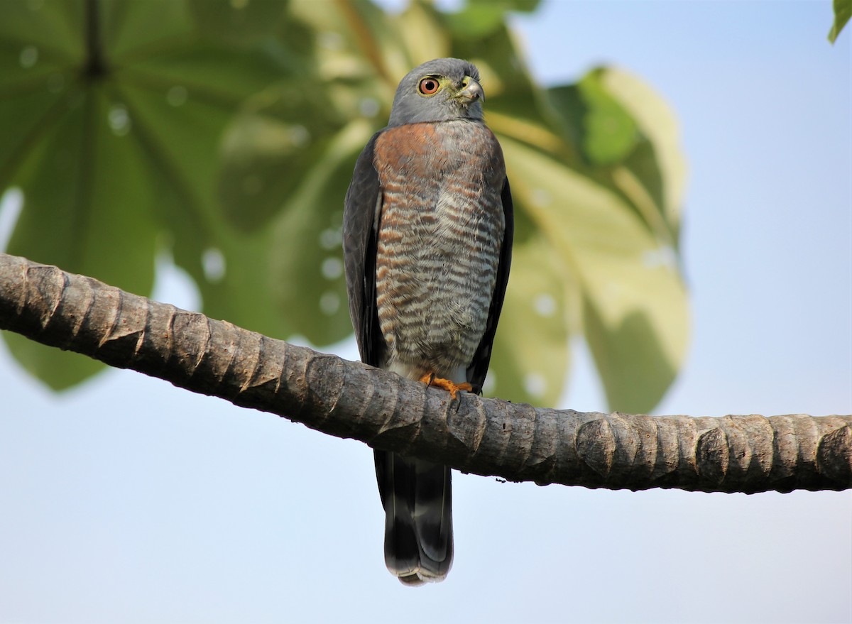 Double-toothed Kite - ML288400581