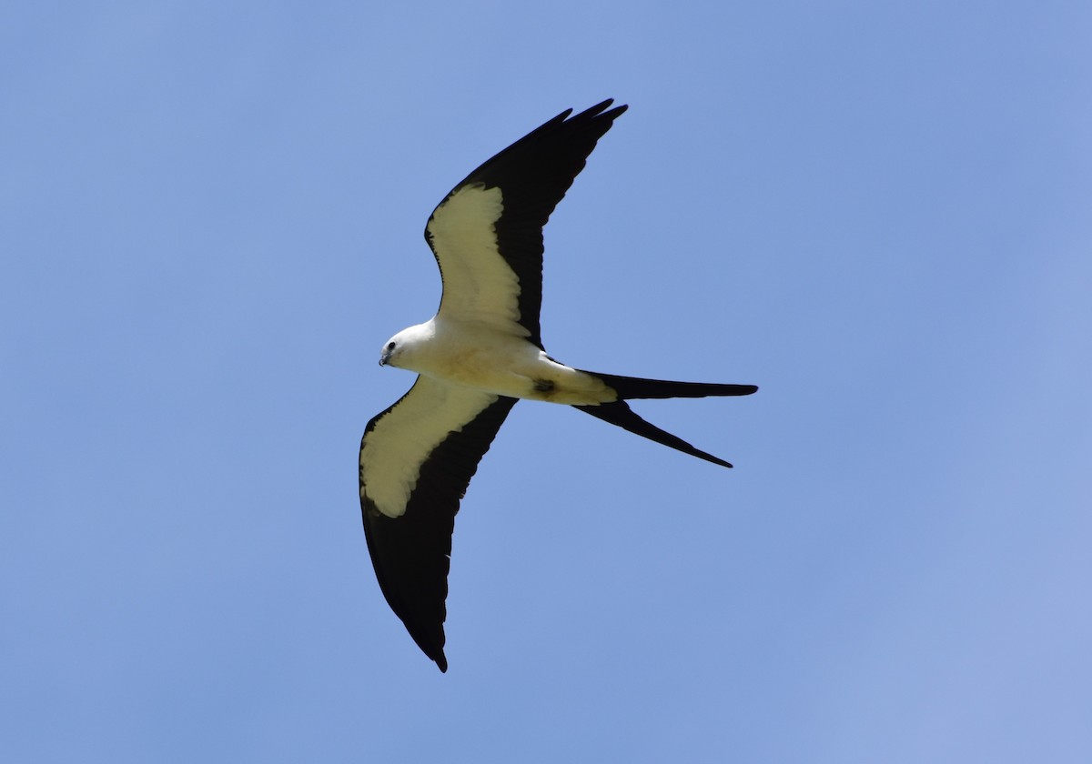 Swallow-tailed Kite - ML28840071