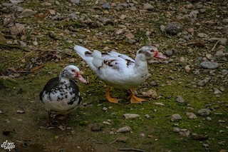 Muscovy Duck (Domestic type), ML288414231