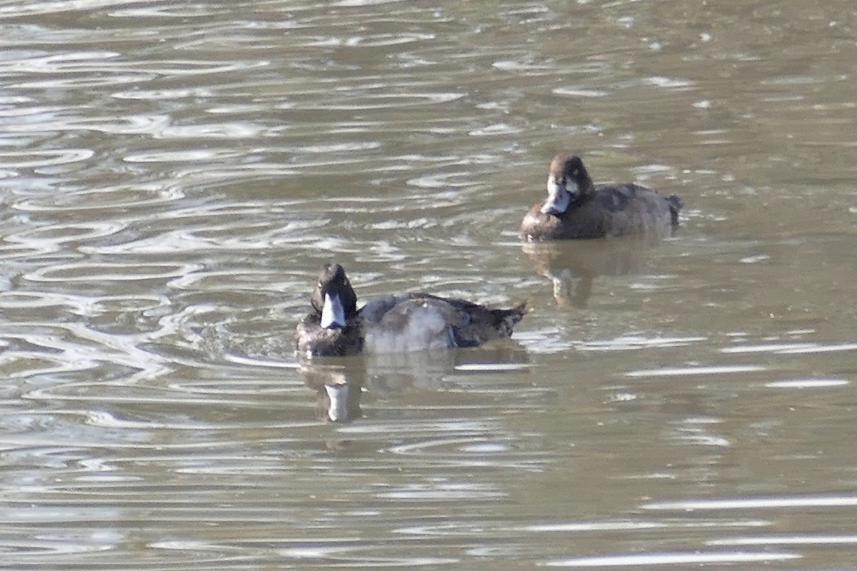 Greater Scaup - ML288414851