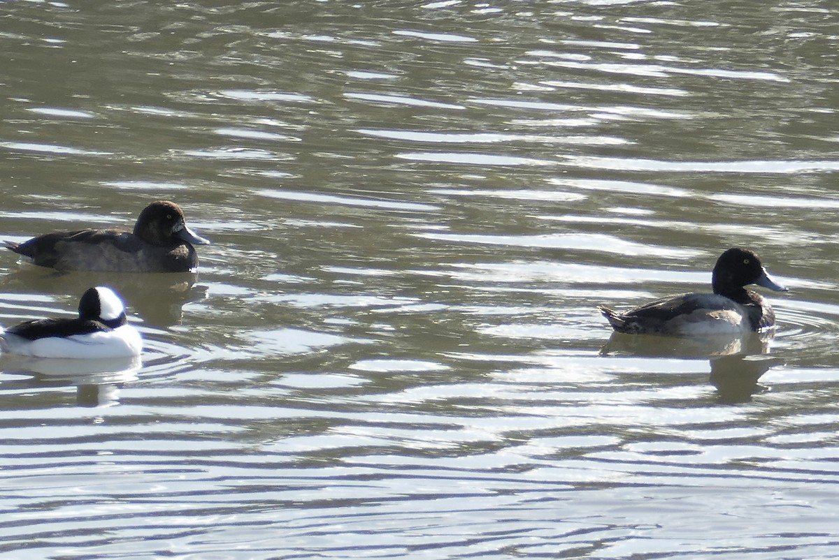Greater Scaup - ML288414861