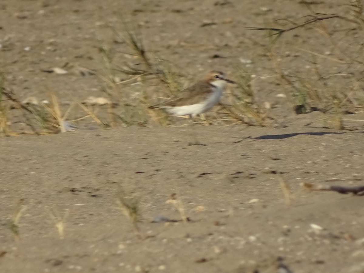 Red-capped Plover - ML288418211