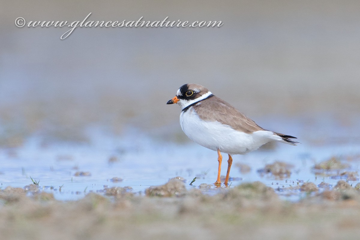 Semipalmated Plover - ML28841931