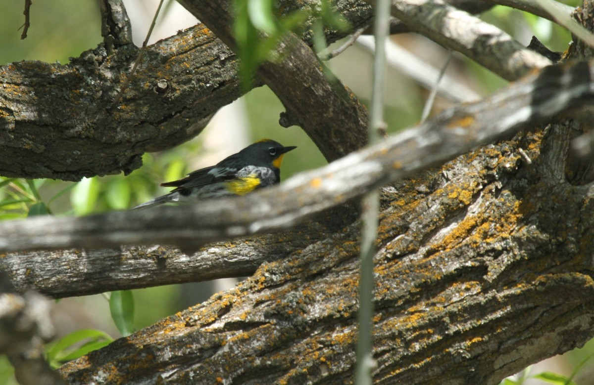 Yellow-rumped Warbler (Audubon's) - ML288420171