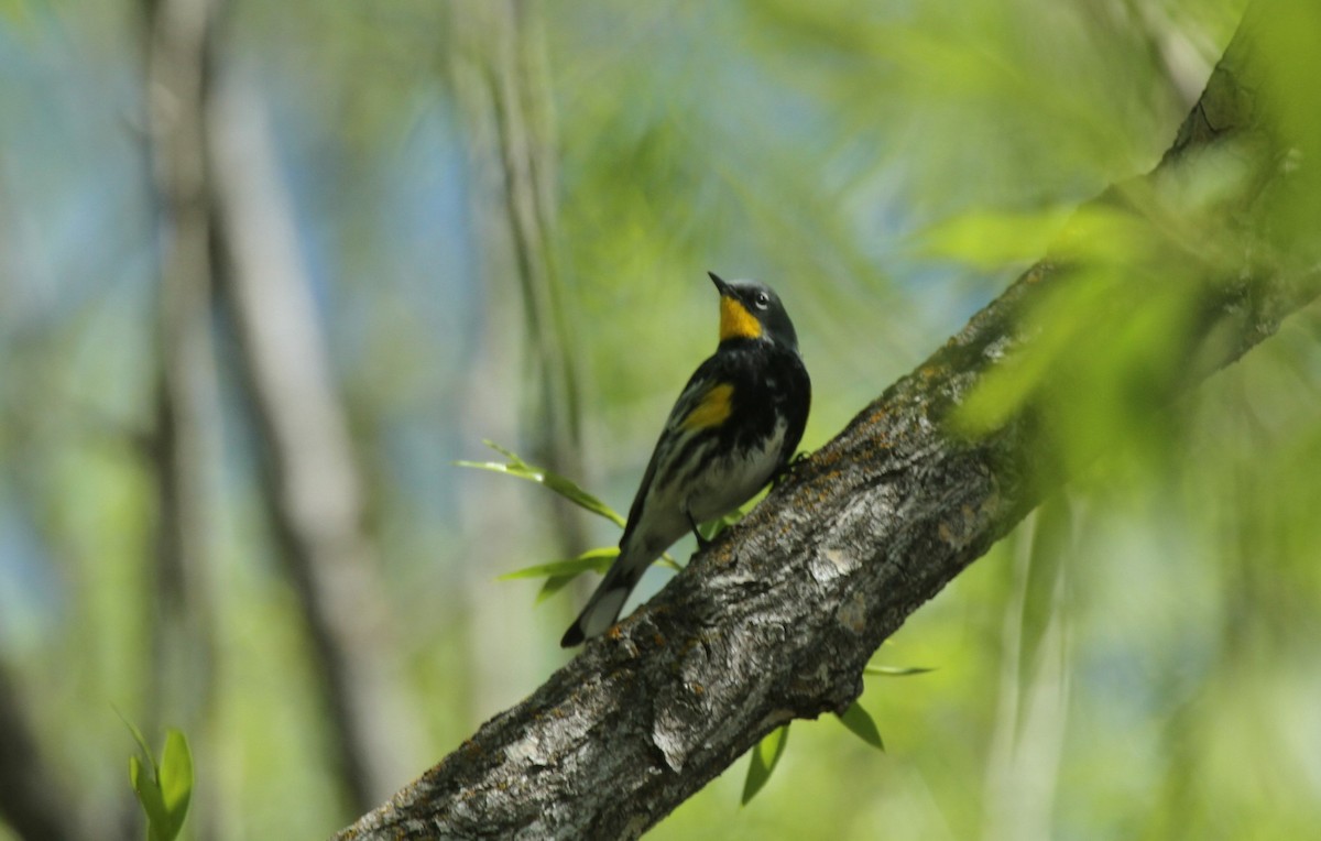 Yellow-rumped Warbler (Audubon's) - ML288420181