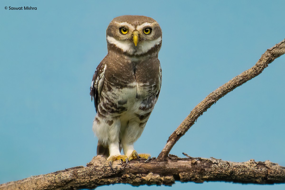 Forest Owlet - ML288423431