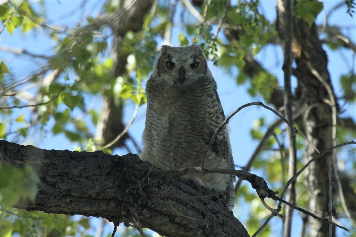 Great Horned Owl - ML288423471
