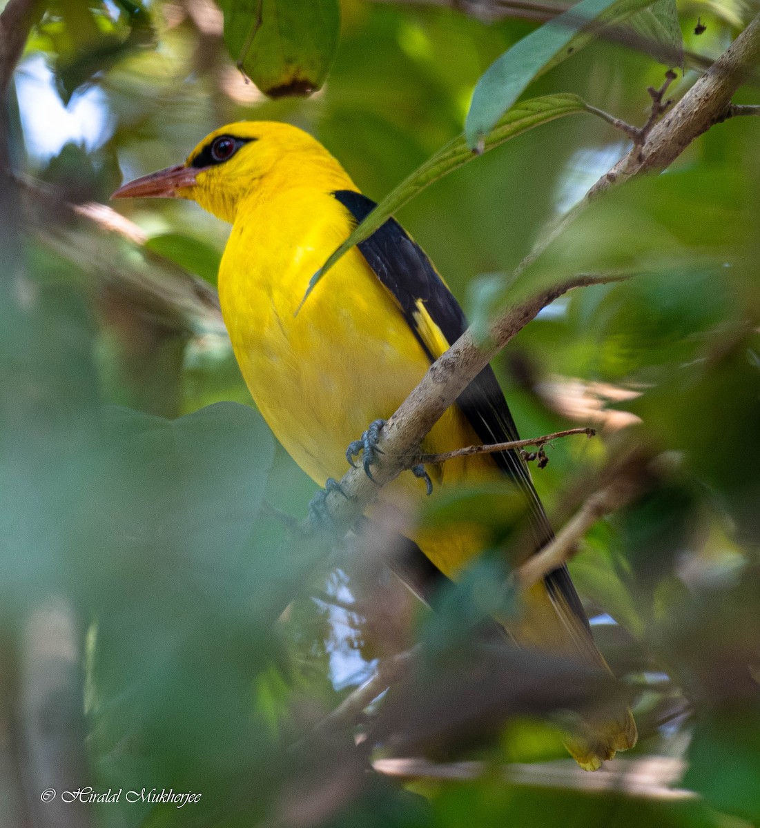 Indian Golden Oriole - ML288424771