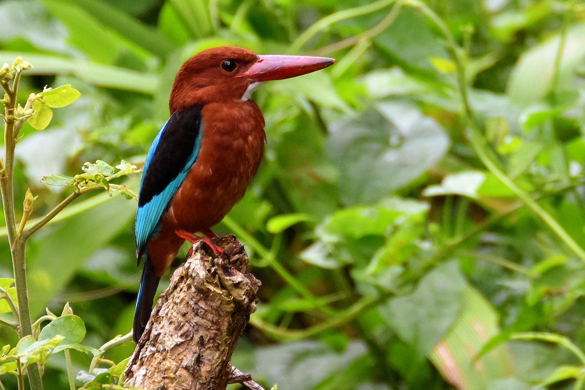 Brown-breasted Kingfisher - Chris Chafer