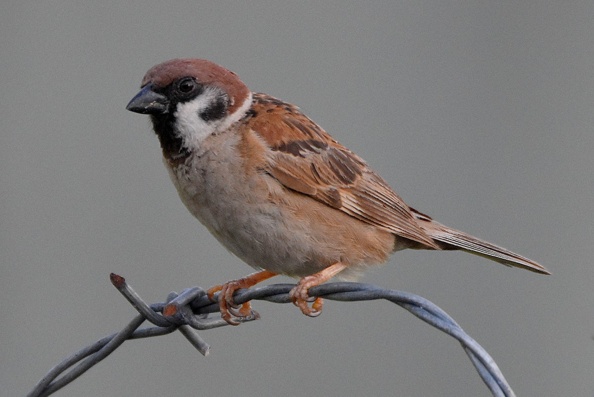 Eurasian Tree Sparrow - ML288426121