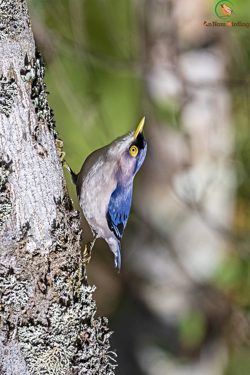 Yellow-billed Nuthatch - Dinh Thinh