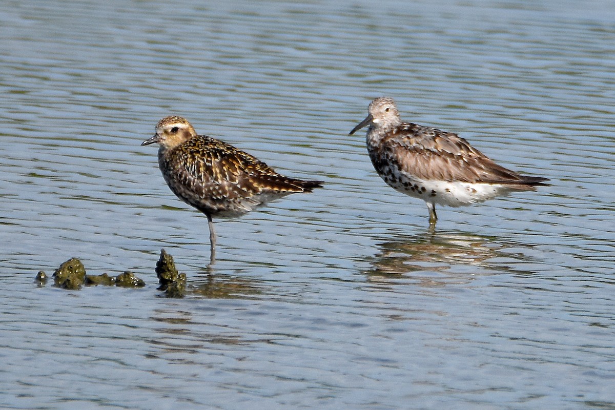 Great Knot - Chris Chafer