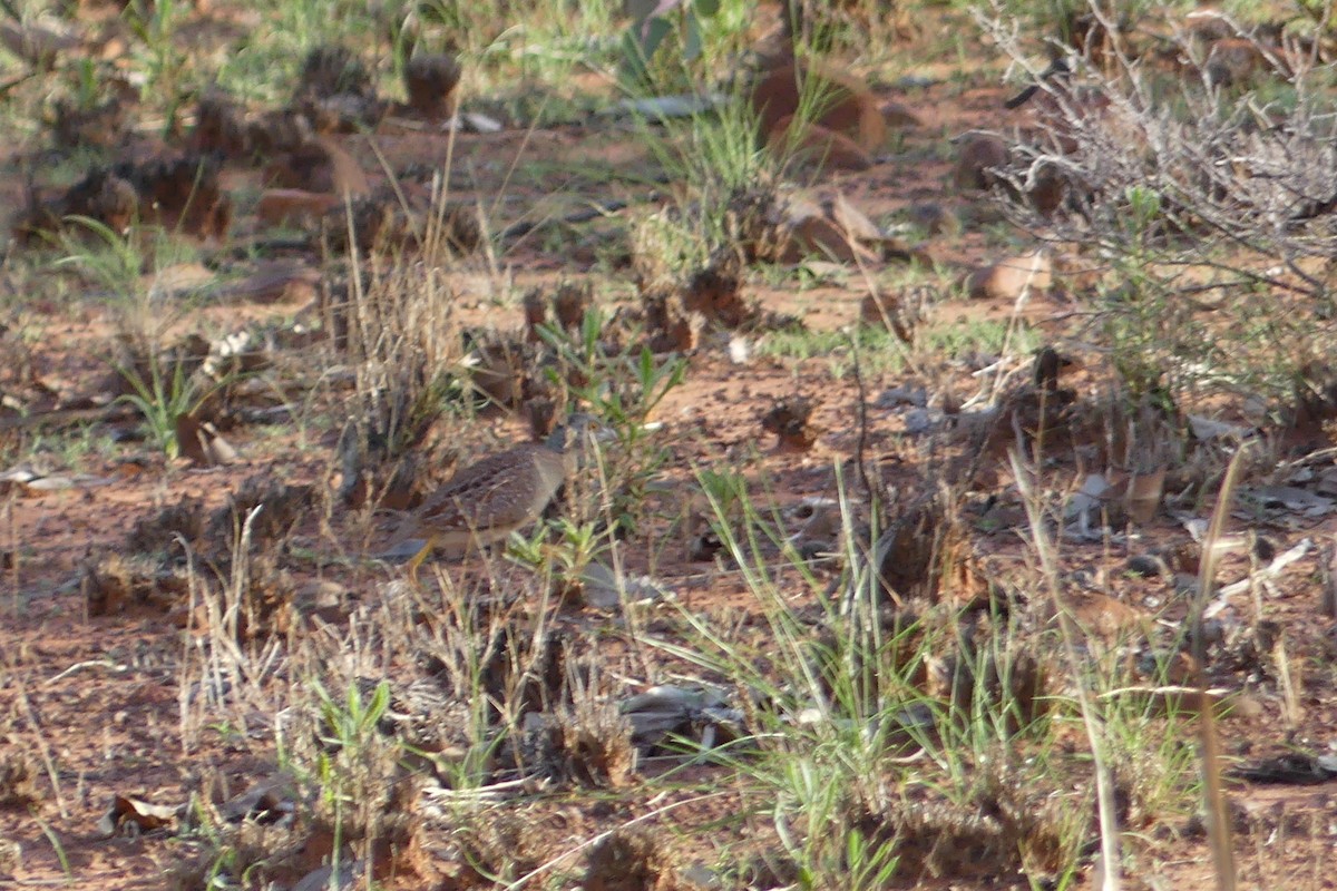 Chestnut-backed Buttonquail - ML288433121