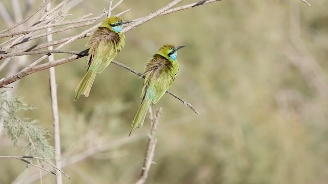 Arabian Green Bee-eater - ML288435371