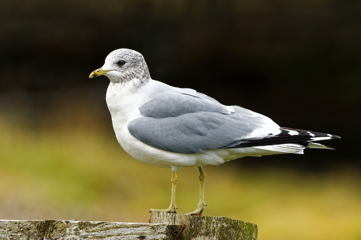 Common Gull - Andrew Jarwick