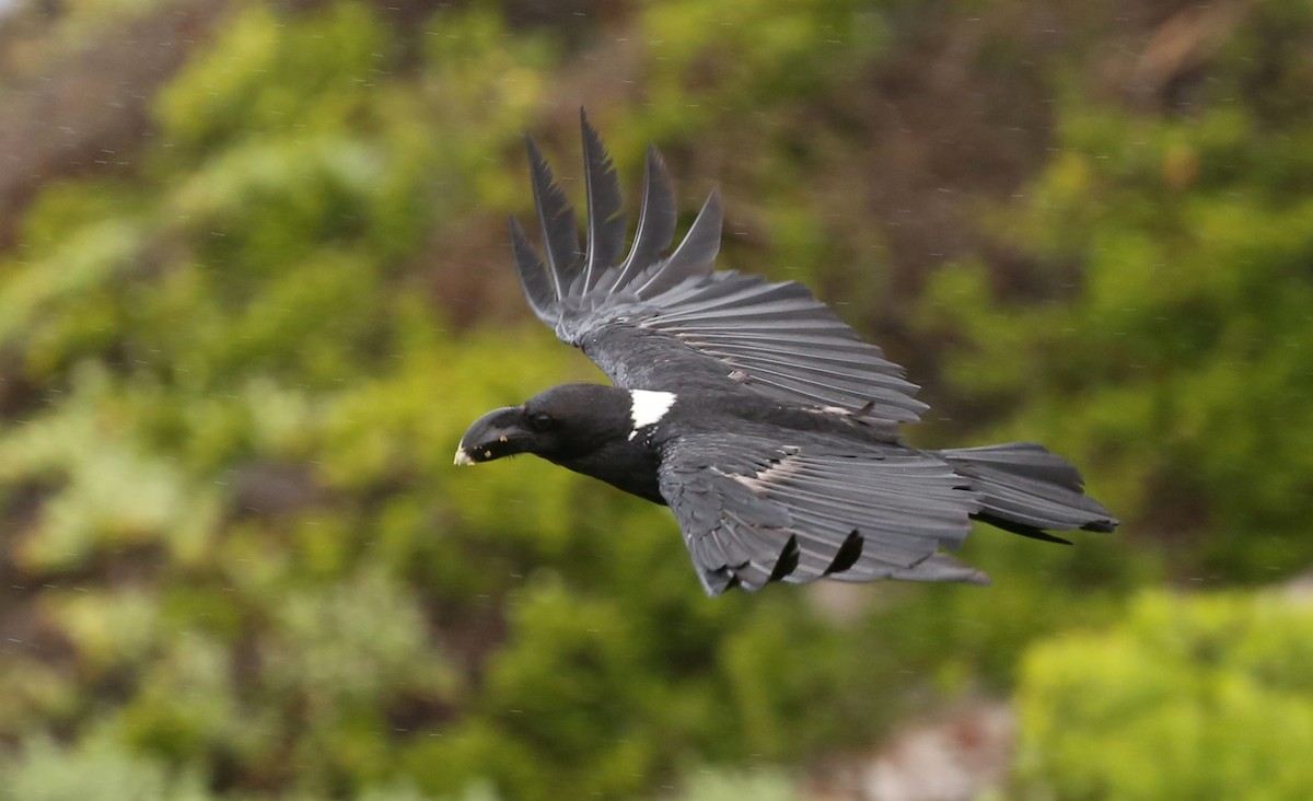 White-necked Raven - ML288440551