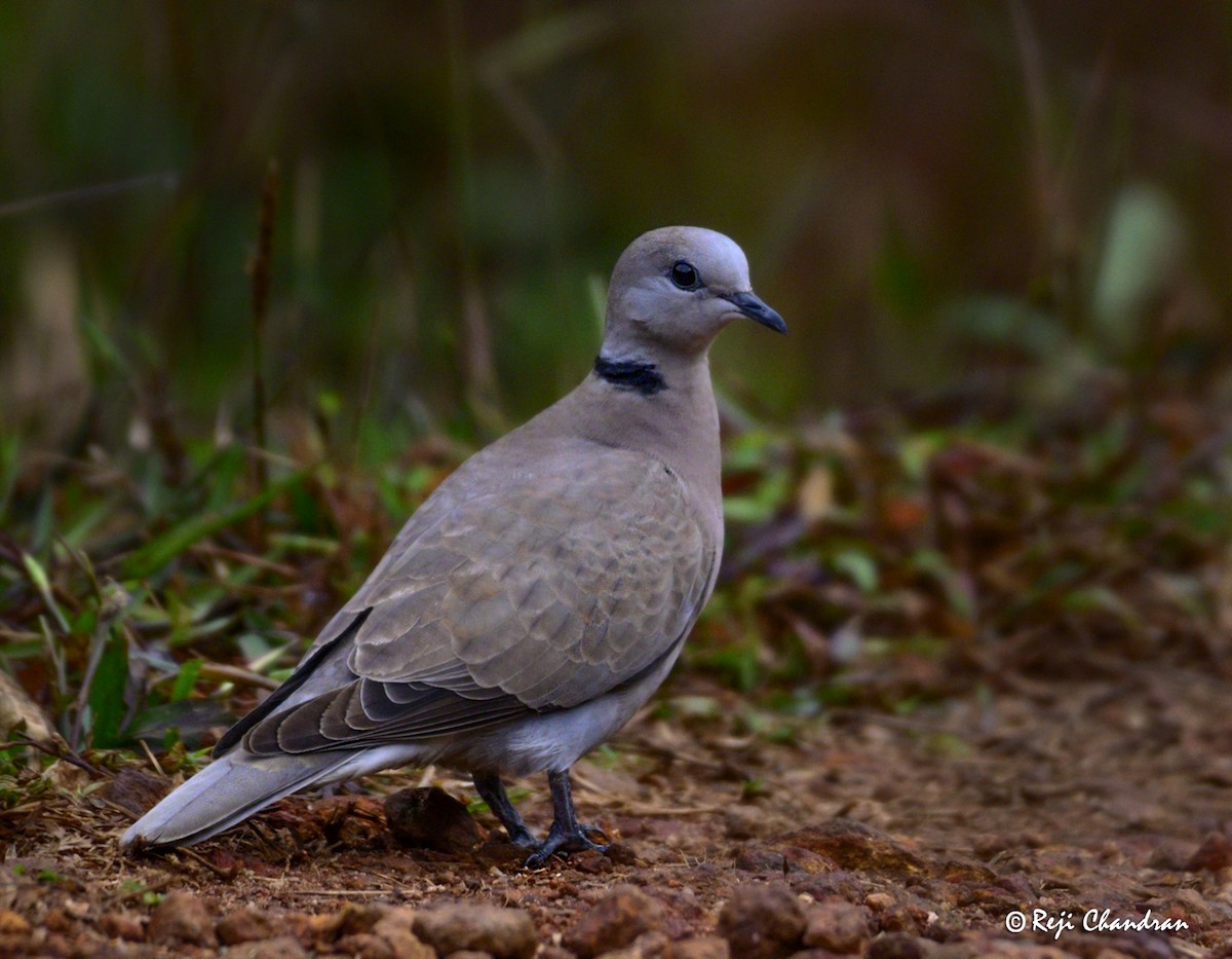 Red Collared-Dove - ML288441191