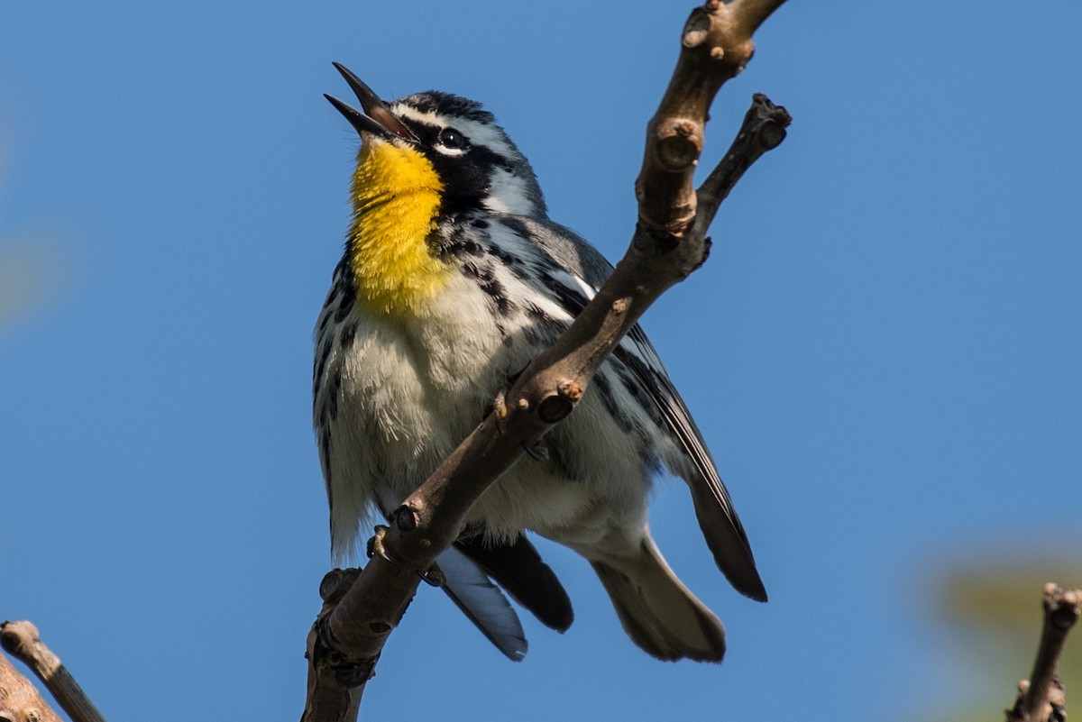Yellow-throated Warbler - ML28844301