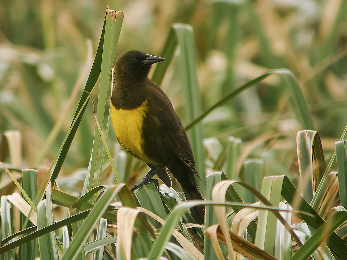 Brown-and-yellow Marshbird - ML288450081