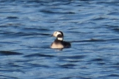Long-tailed Duck - ML288455541