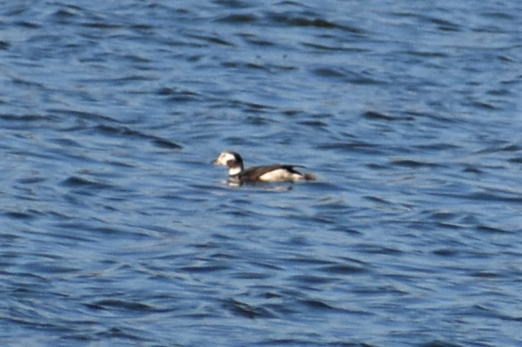 Long-tailed Duck - ML288455551