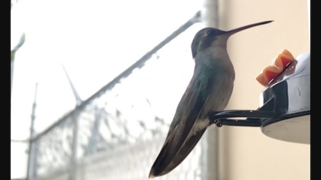 kolibřík širokozobý - ML288458311