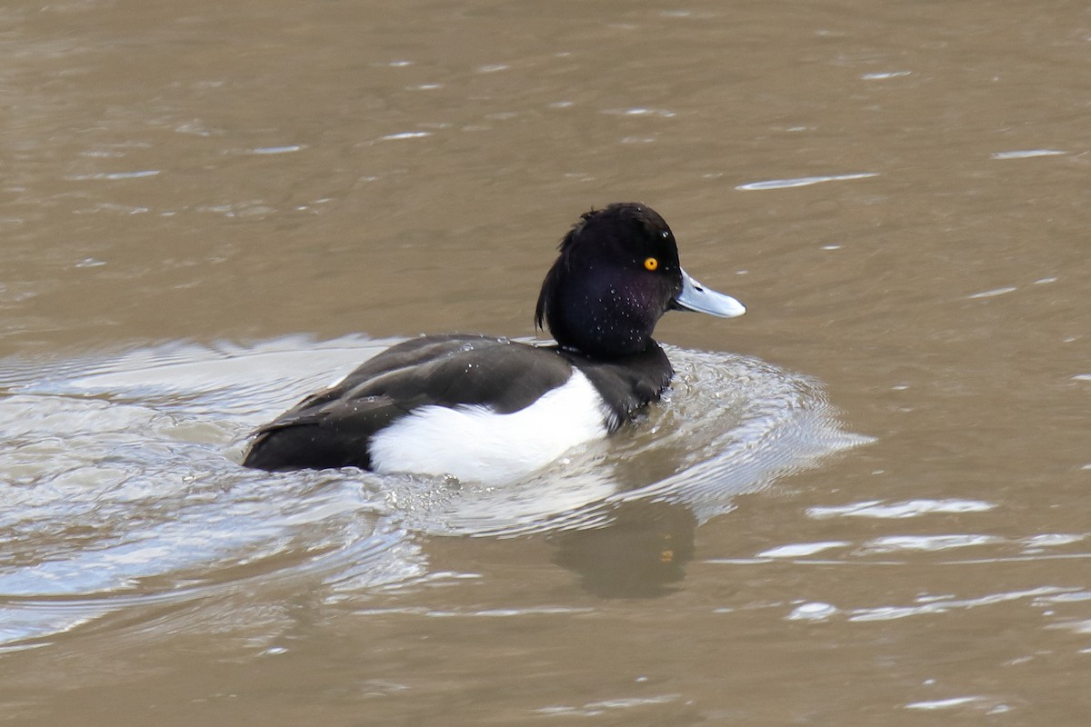 Tufted Duck - ML288458971