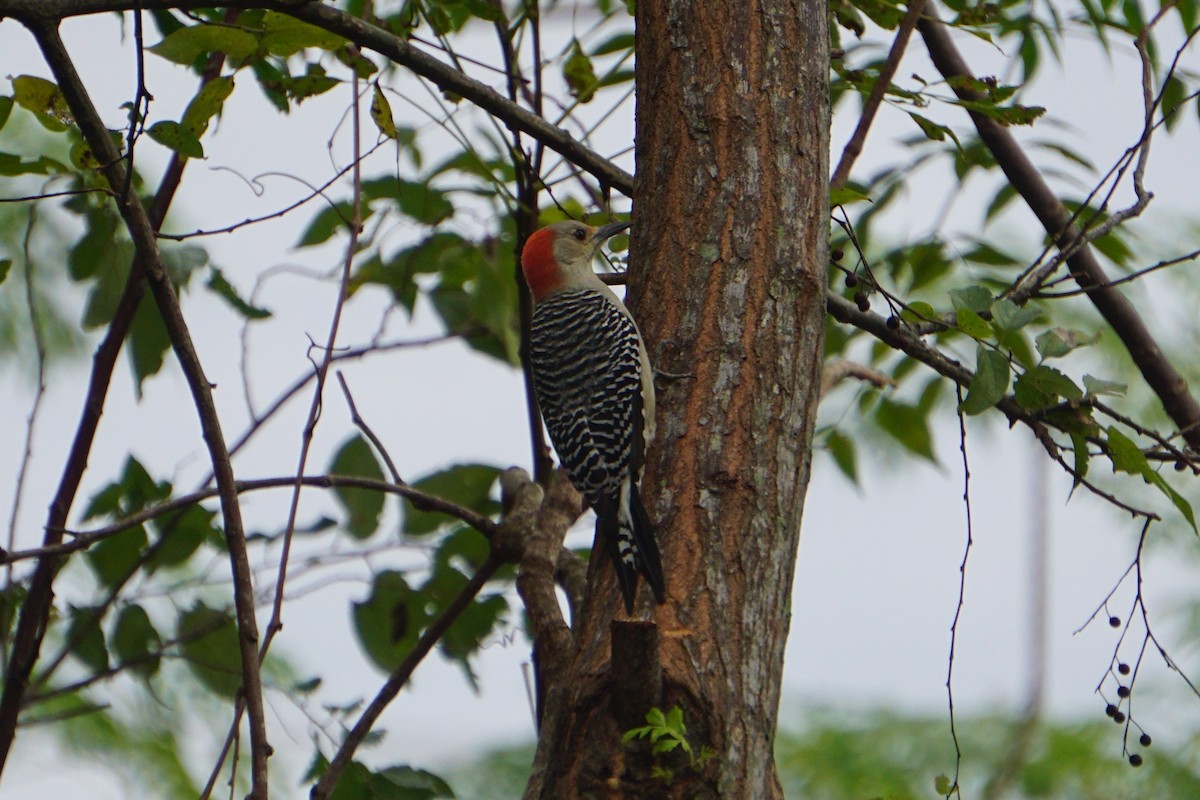 Red-bellied Woodpecker - ML288475851
