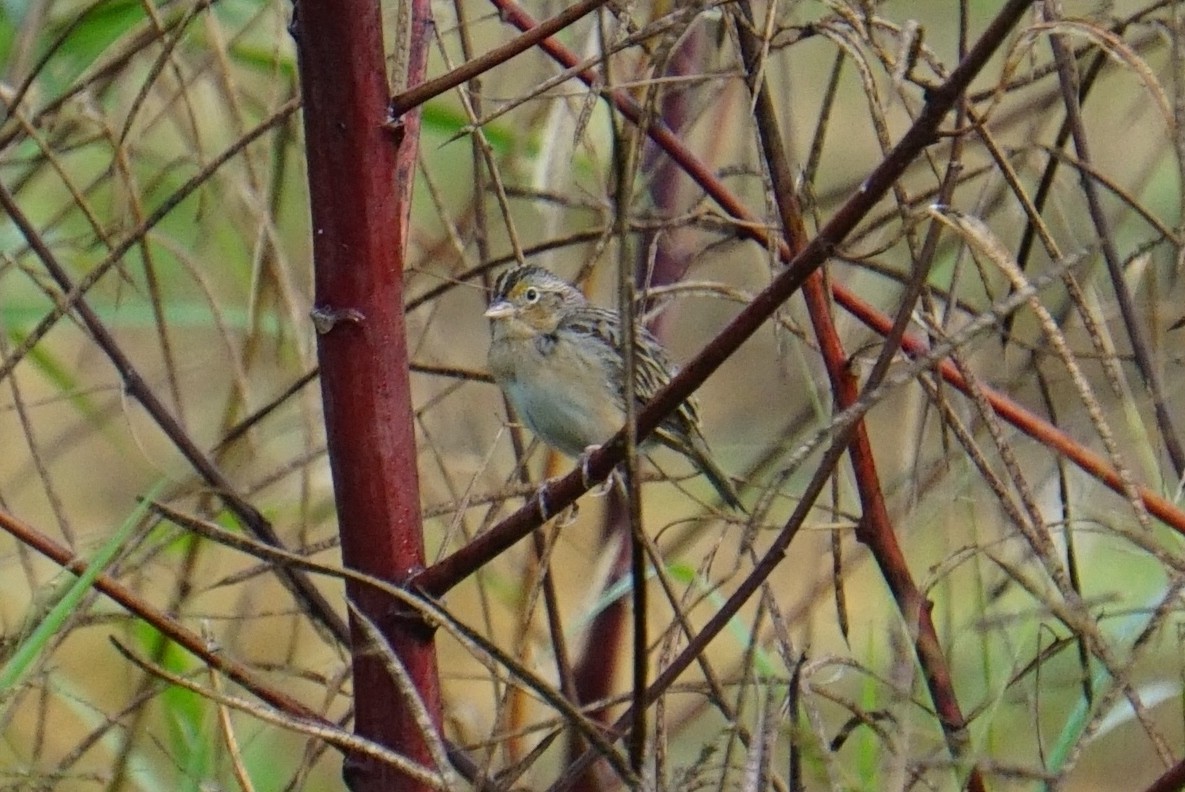 Grasshopper Sparrow - ML288476631