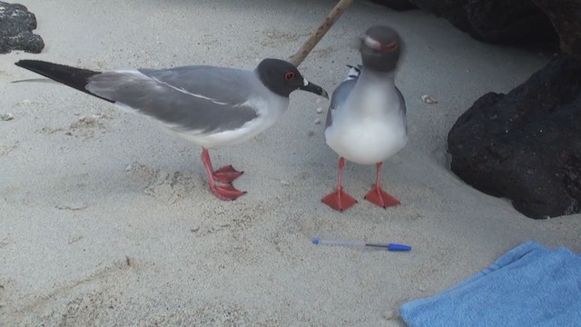 Swallow-tailed Gull - ML288478071