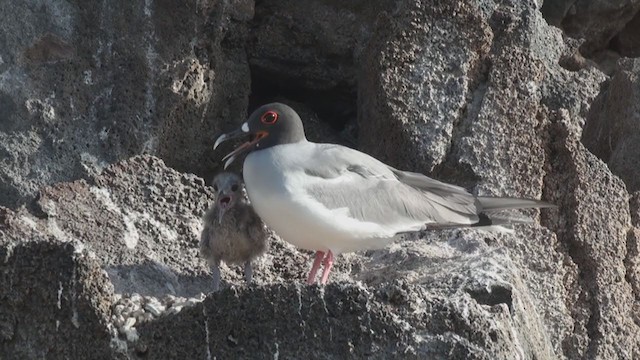 Swallow-tailed Gull - ML288479381