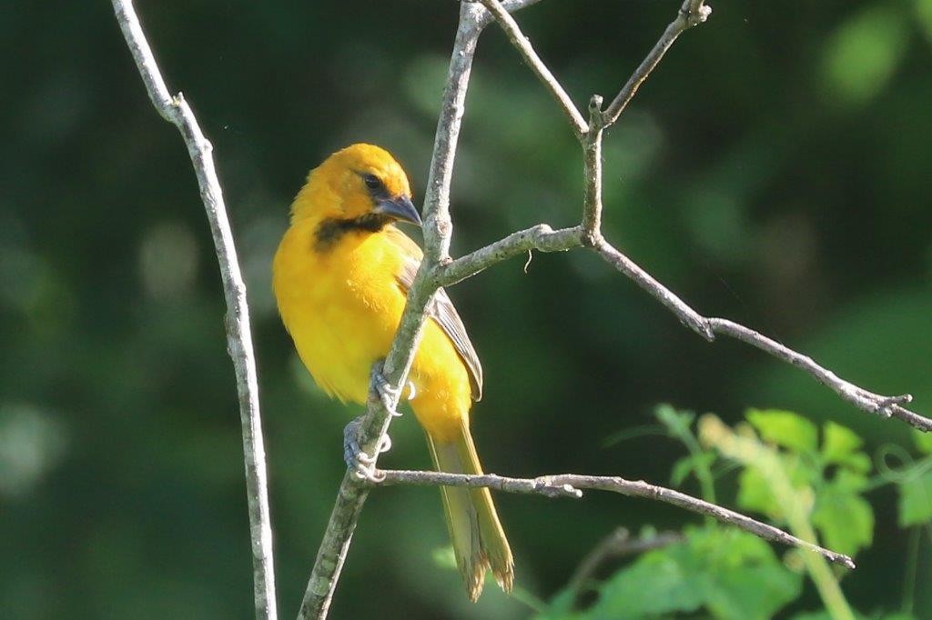 Yellow-tailed Oriole - ML288484231