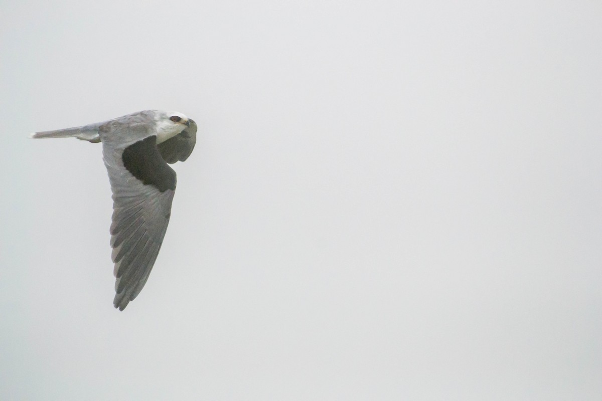White-tailed Kite - Fernando  Leiva