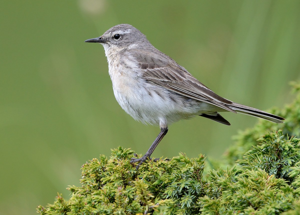 Water Pipit - ML288484741