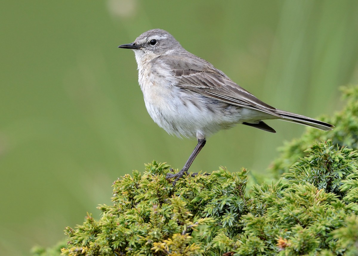 Water Pipit - ML288484781