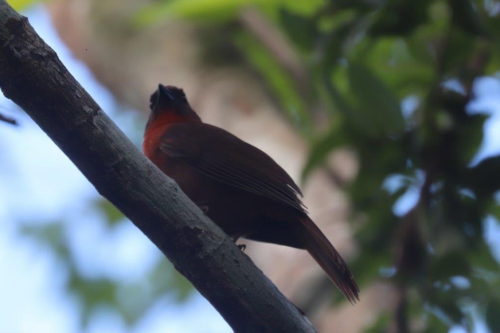 Red-throated Ant-Tanager - ML288485421