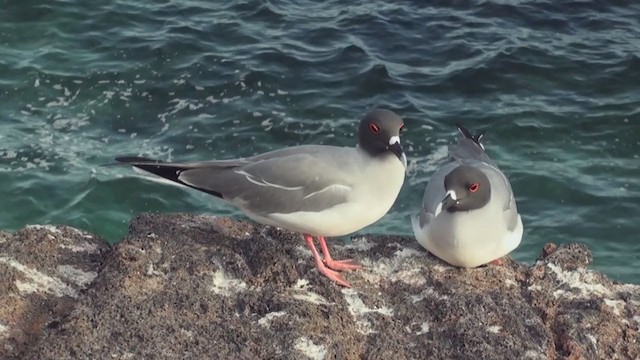 Swallow-tailed Gull - ML288487461