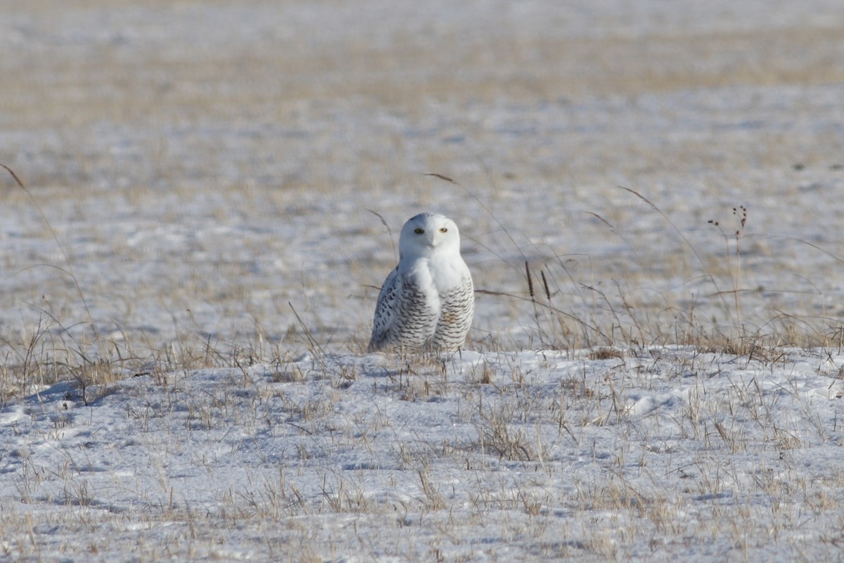 Snowy Owl - ML288487501